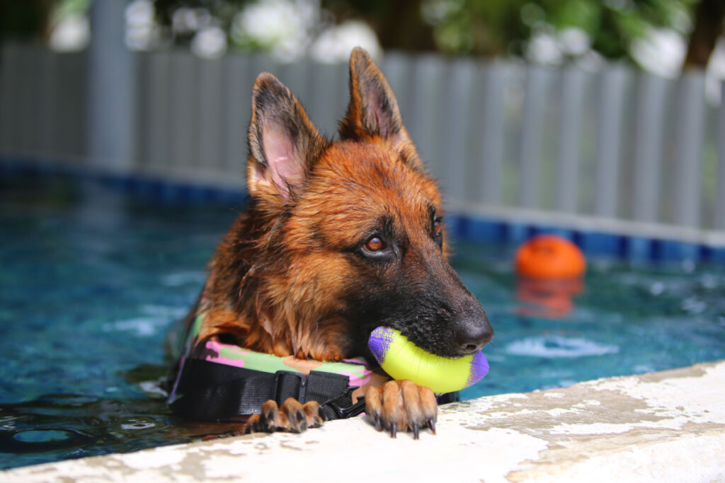 Cachorro preto e marrom da raça pastor alemão em uma piscina com bolinha na boca. 