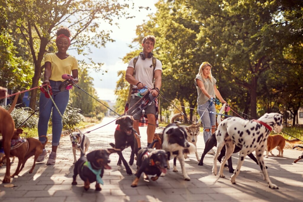 três pessoas passeando no parque com vários cachorros de raças diferentes 