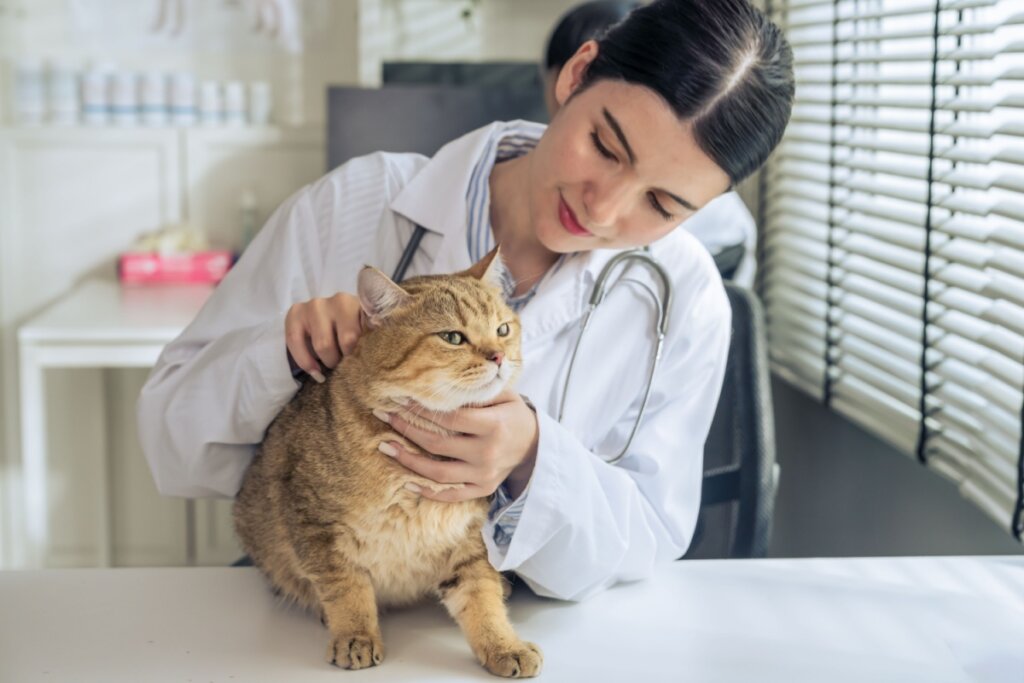 Veterinária em consultório examinando gato amarelo