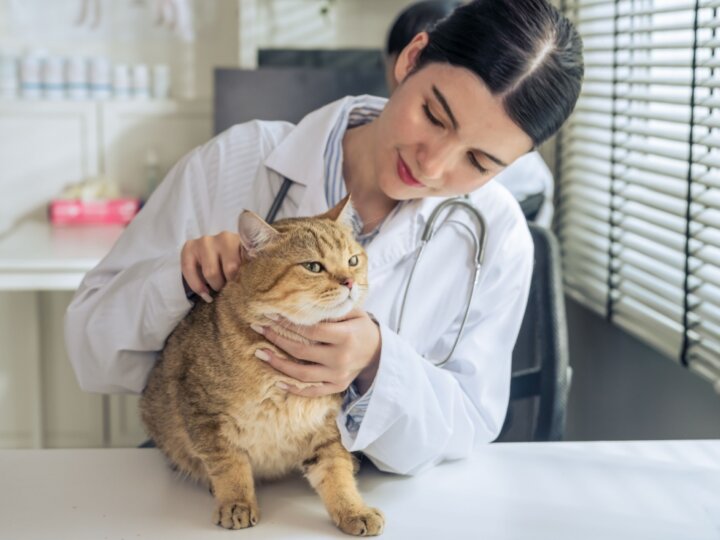 7 dicas para facilitar a visita ao veterinário para o seu gato