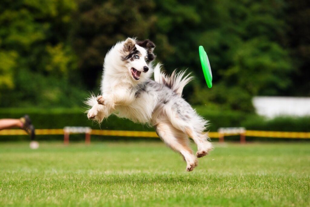 Border collie cão saltando para pegar brinquedo no gramado.