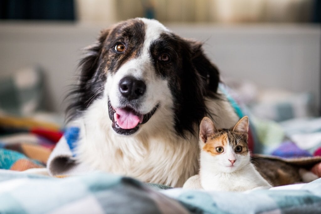 Cachorro e gato deitados juntos em uma cama