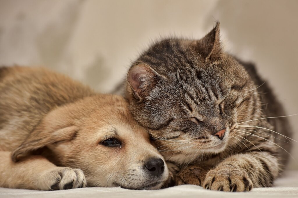 Cachorro e gato deitados juntos