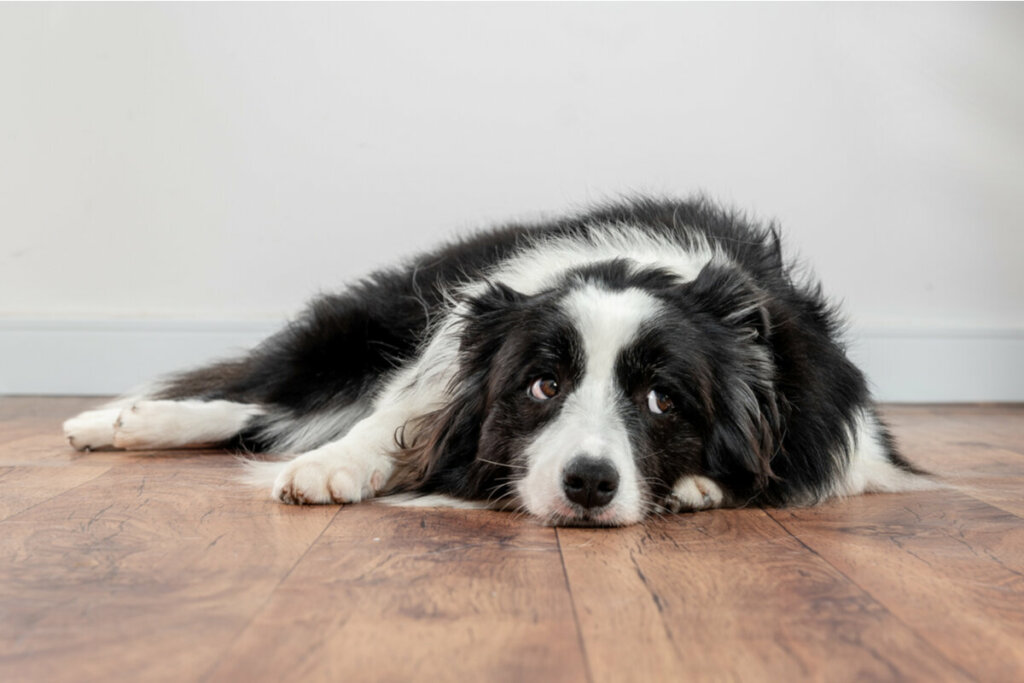 Cachorro preto e branco deitado no chão de madeira e olhando para o lado