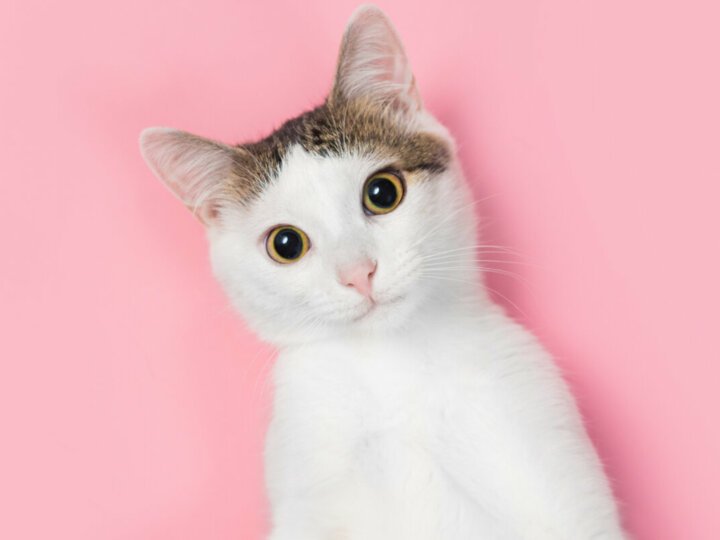 15 curiosidades sobre os gatos que você precisa conhecer