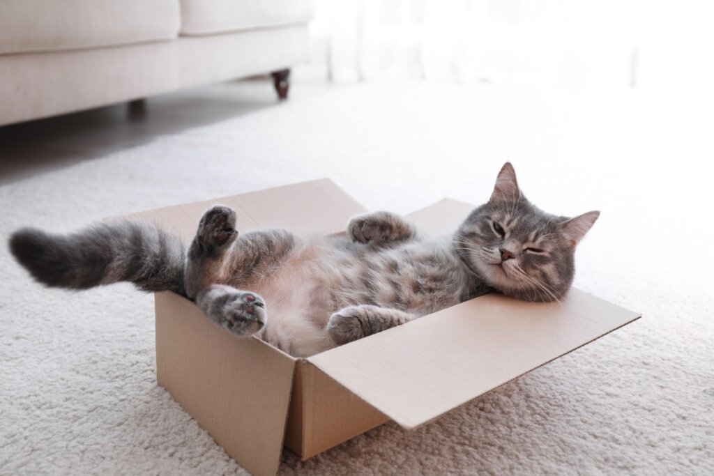 Gato deitado em uma caixa de papelão 