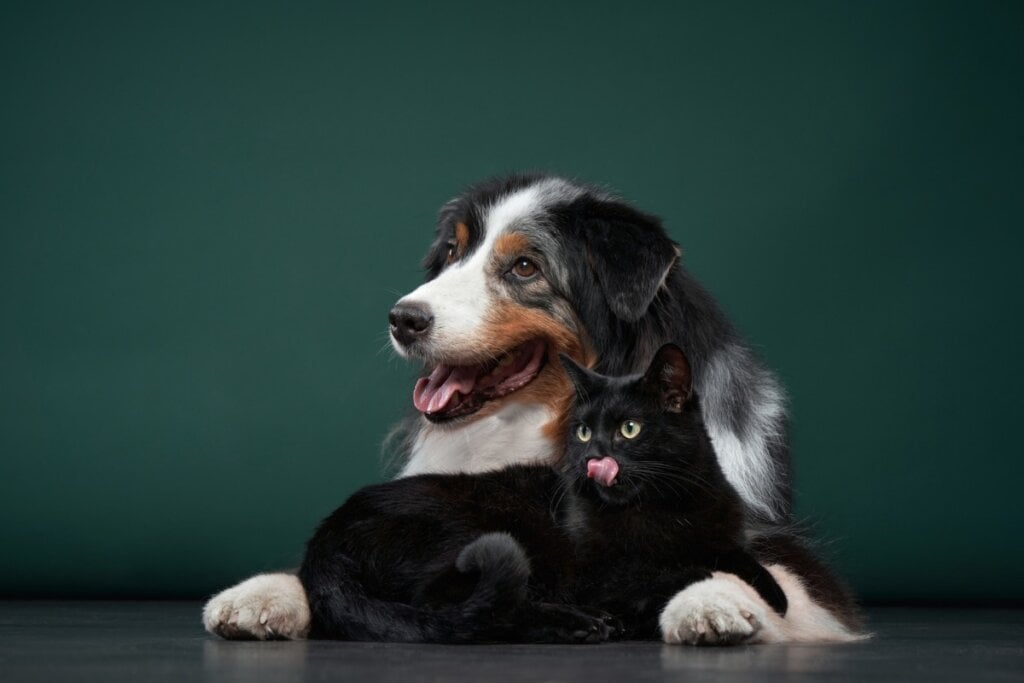 Cachorro e gato deitados em frente a uma parede verde-escura