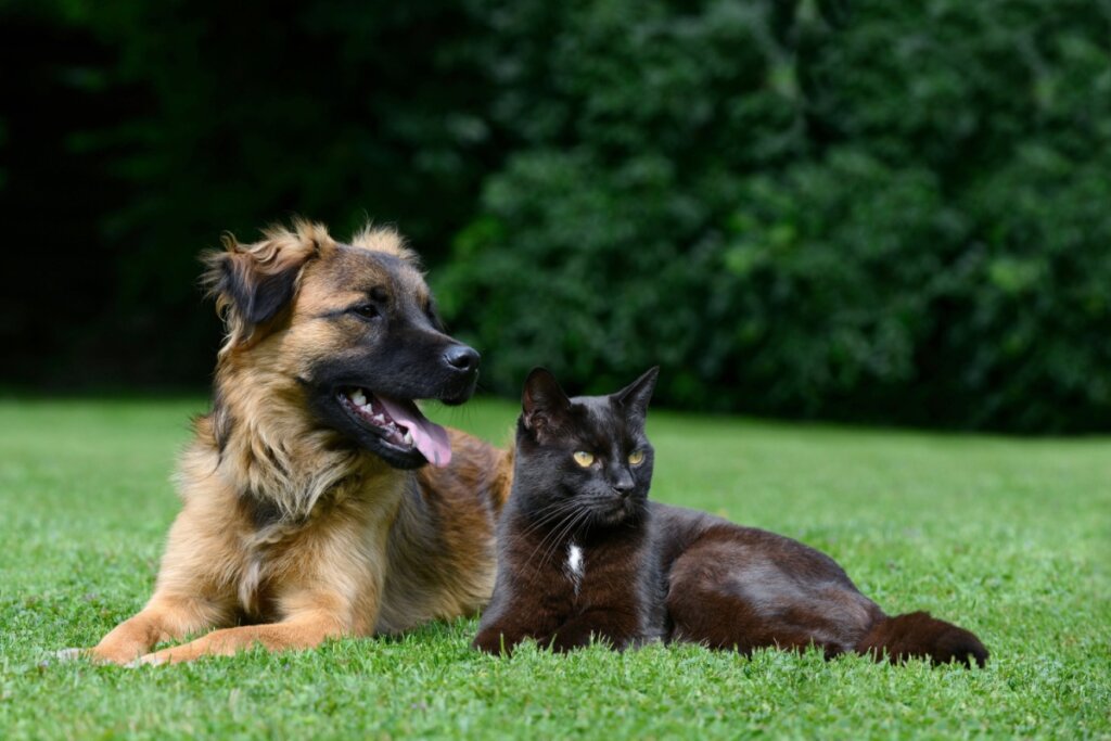 Cachorro e gato em grama