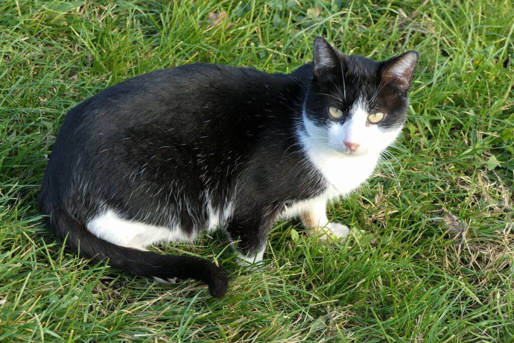 Gato preto e branco deitado na grama