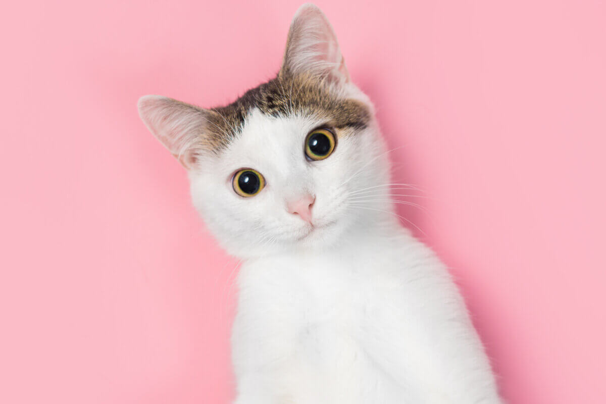 15 curiosidades sobre os gatos que você precisa conhecer