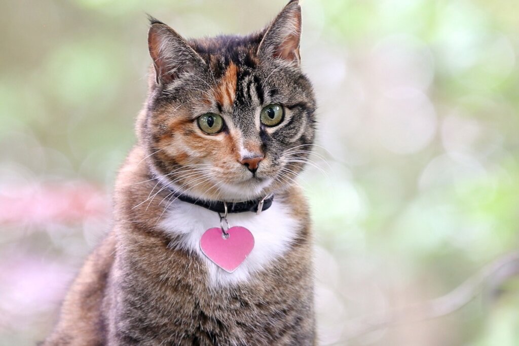 Gato usando uma coleira com coração rosa