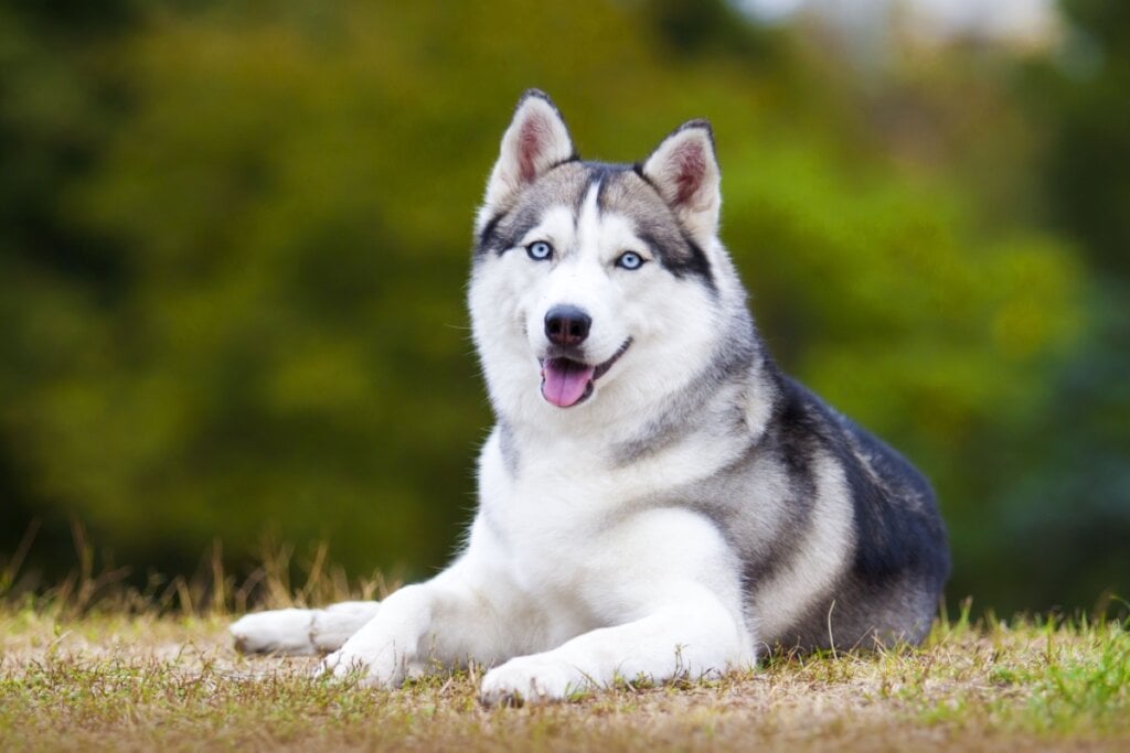 Husky siberiano deitado em um gramado.