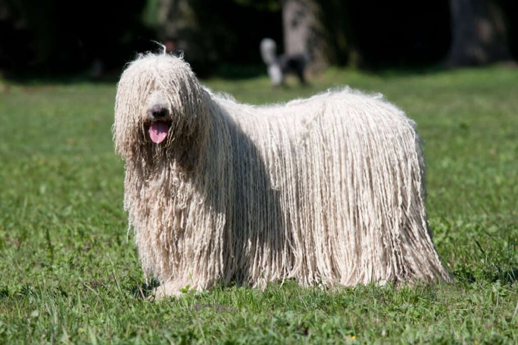 Cachorro komondor com pelo longo, enrolado e branco em grama verde 
