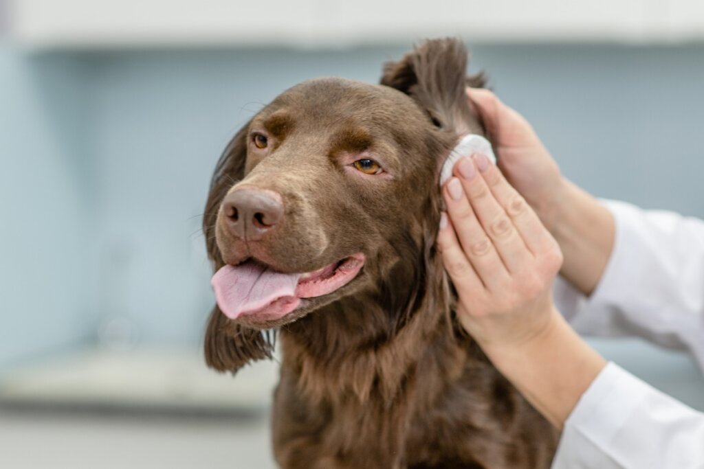 Mãos femininas limpando o ouvido de um cachorro 