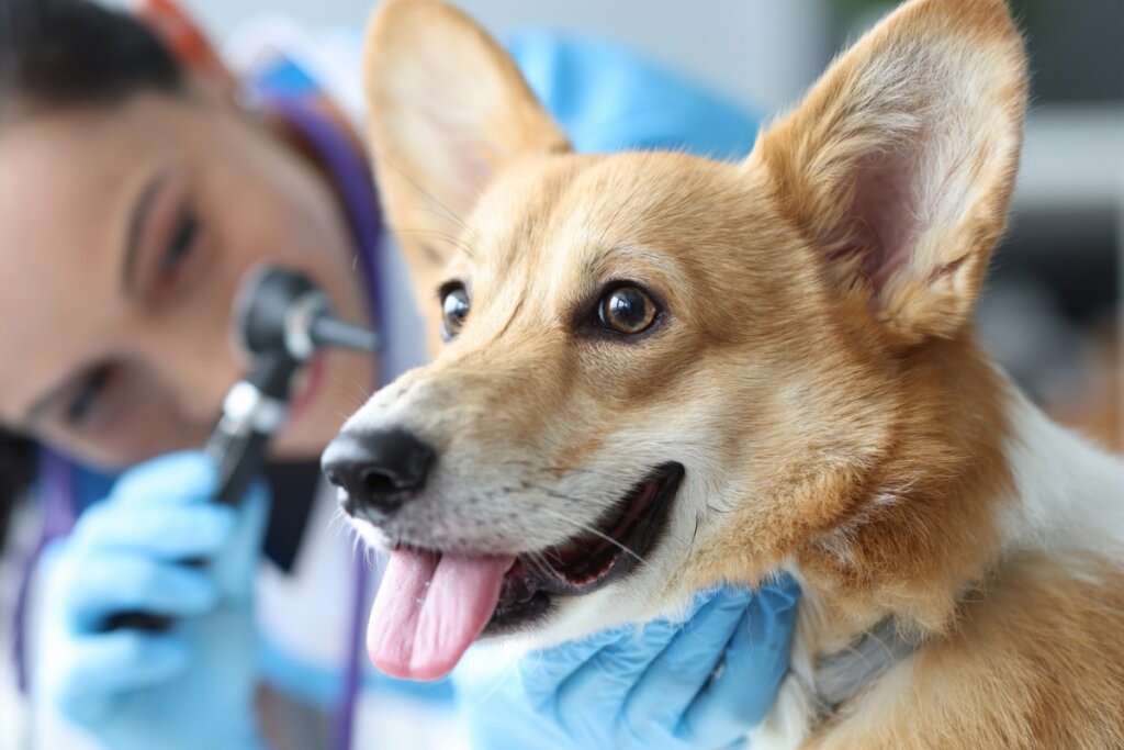 Médica veterinária examinando o ouvido de um cachorro