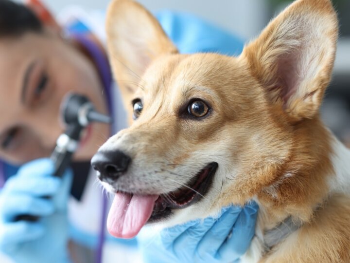 Veja os sintomas e os tratamentos para otite em cachorro
