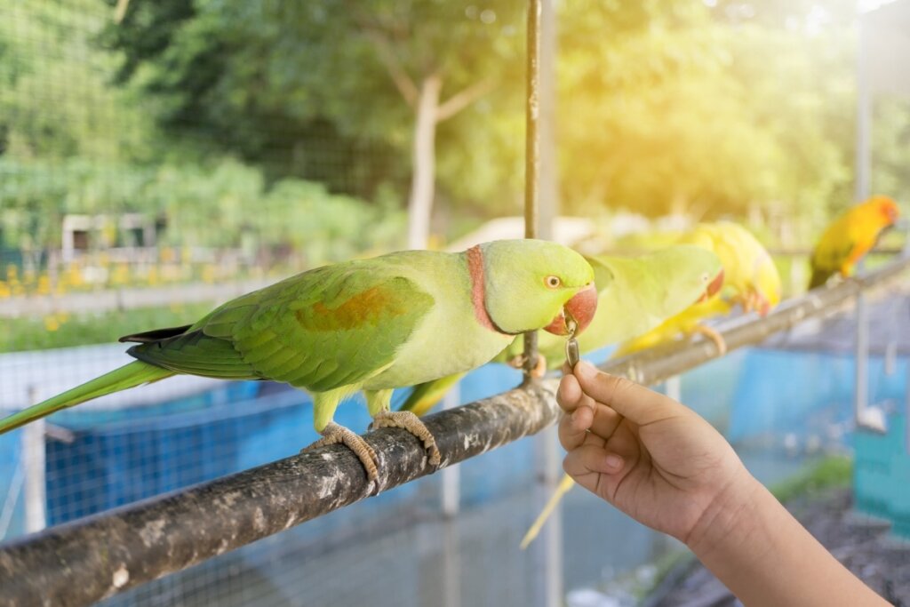 Pássaro verde comendo semente de girassol da mão de pessoa
