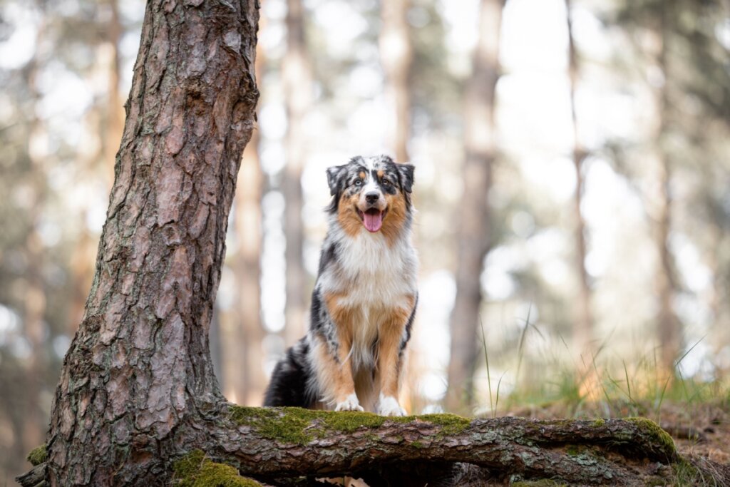 Pastor australiano em uma floresta perto de uma árvore.