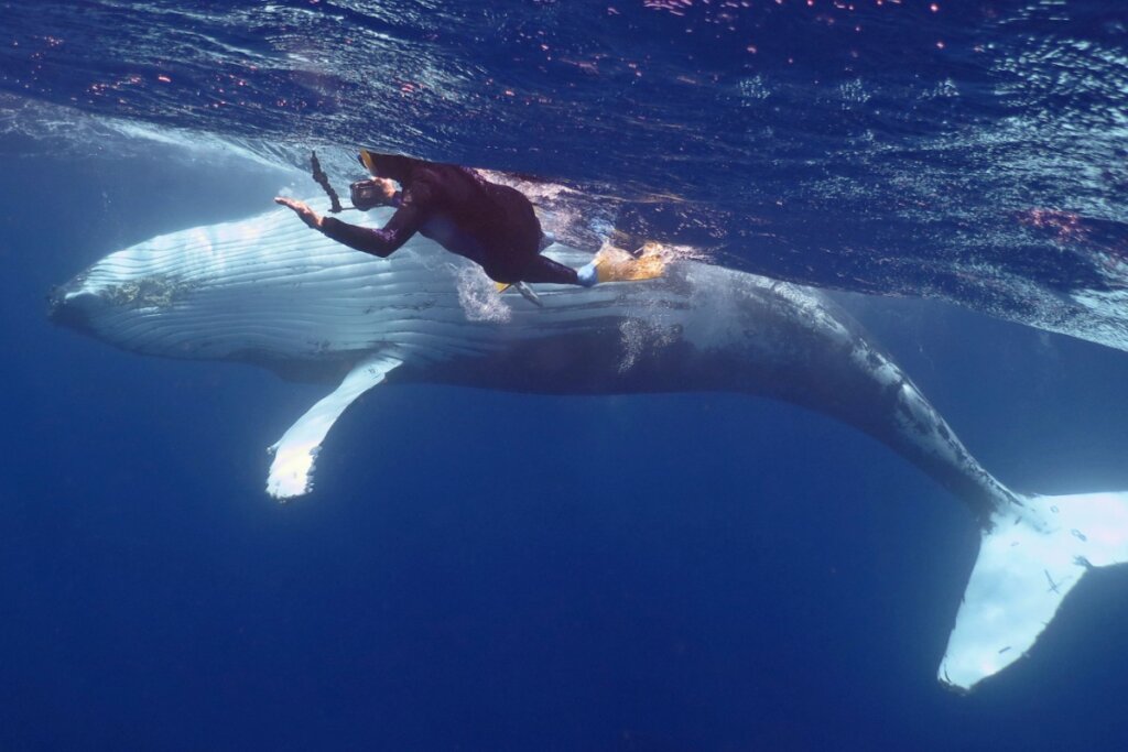 Pessoa nadando com baleia