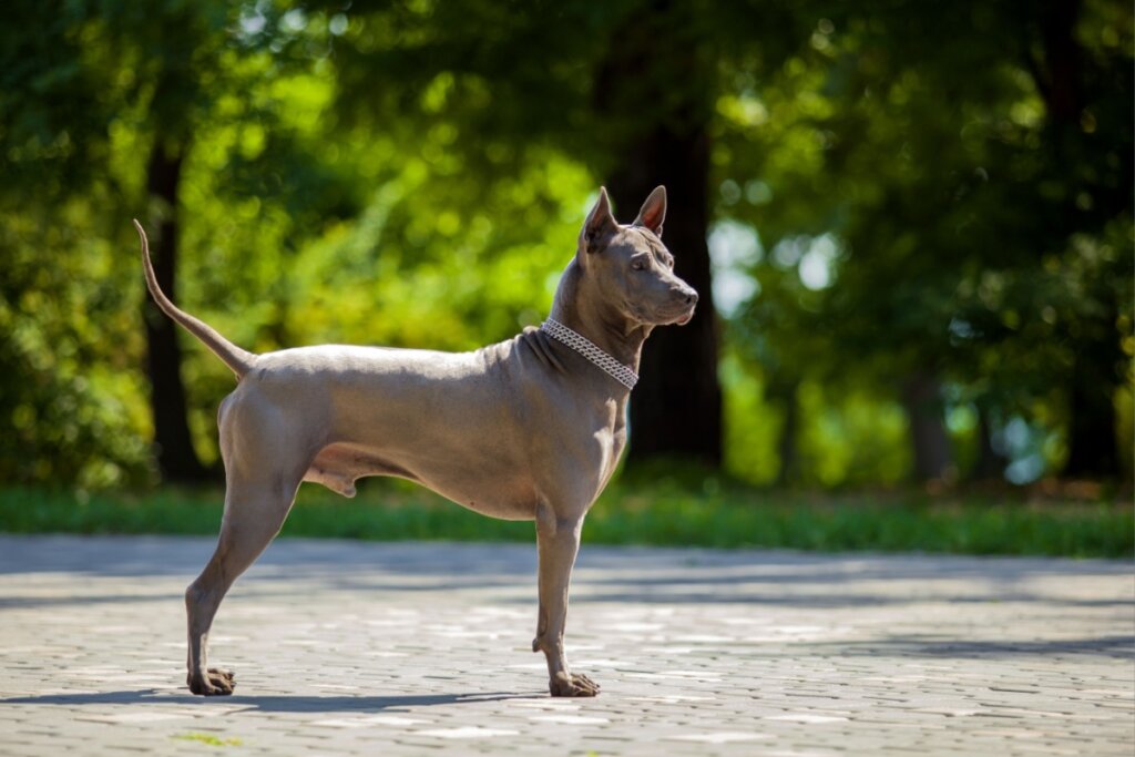 Cachorro thai ridgeback cinza em pé e atento 