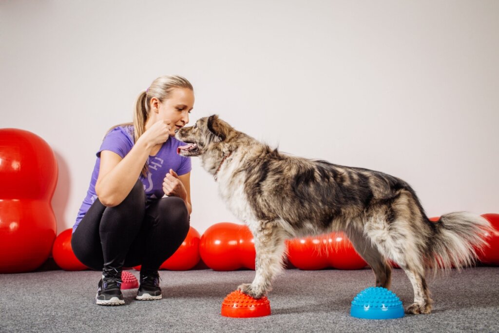 Adestradora de cães treinando um cachorro 