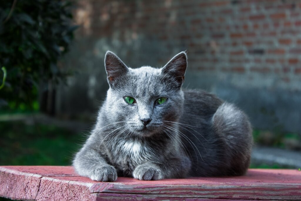 Gato azul russo com pelo cinza deitado em madeira