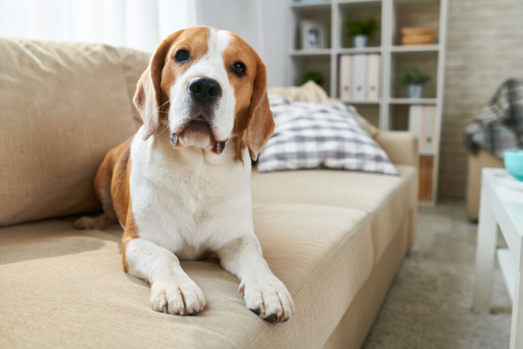 Beagle dog lying on a beige sofa