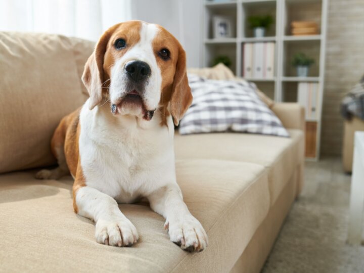 8 dicas para combater o mau cheiro de cachorro da casa  
