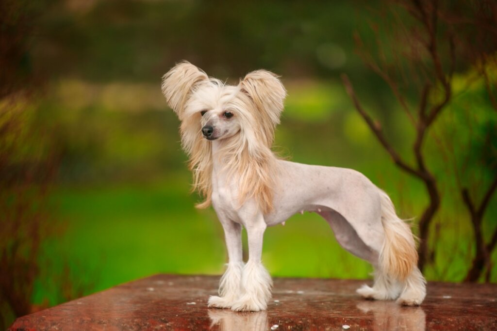 Cão de crista chinês com pele clara e pelos bege na cabeça, rabo e patas