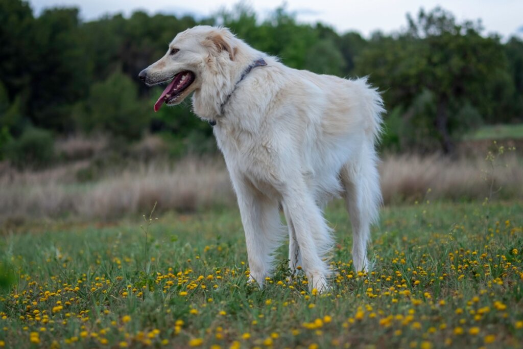 cão de montanha dos Pirineus com pelo longo e bege em grama verde com flores amarelas 