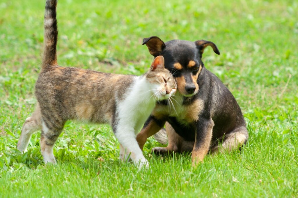 Filhotes de cachorro e gato juntos em um gramado
