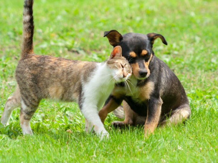 7 dicas para adoção responsável de animais de estimação