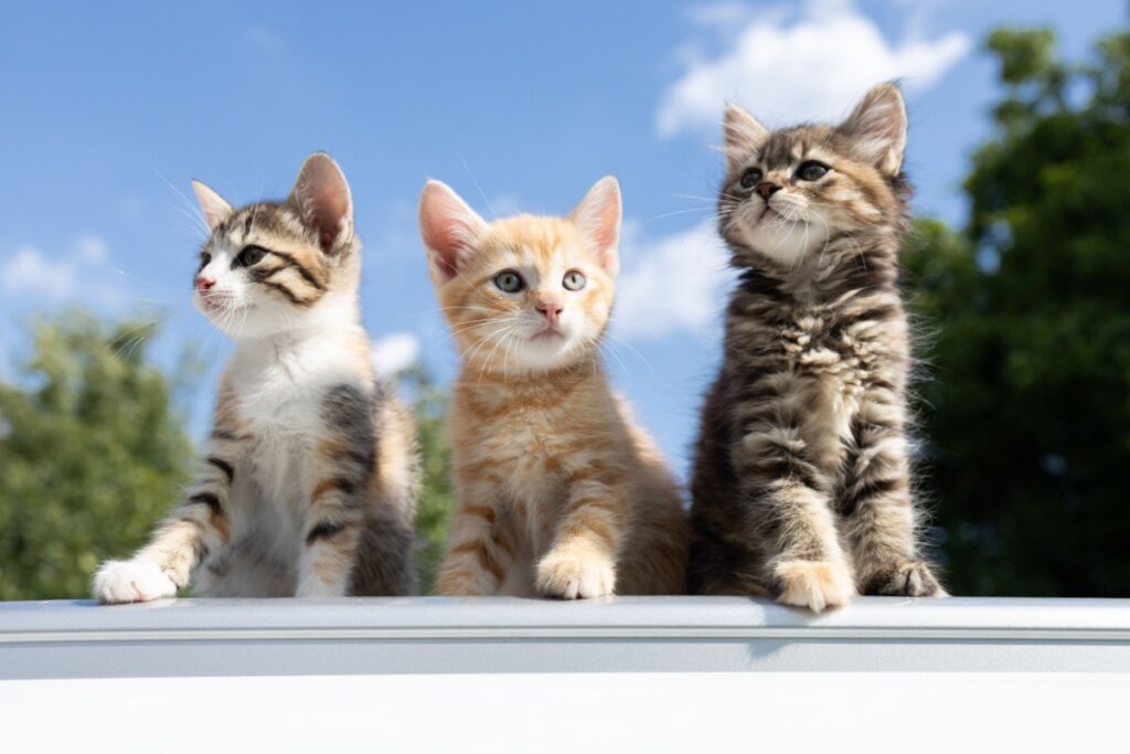 Três filhotes de gatos com cores diferentes em cima de muro