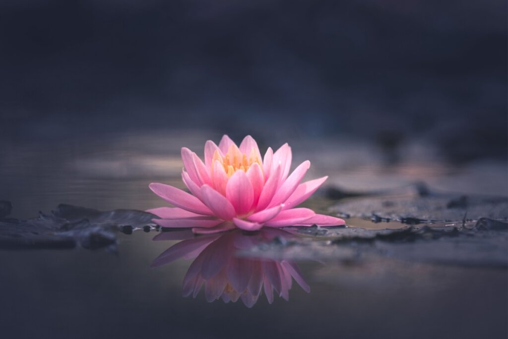 Flor de lótus rosa em água 