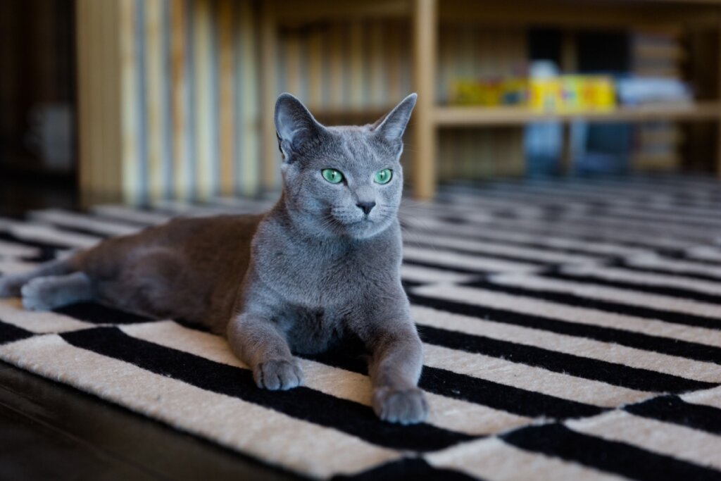 Gato azul russo com pelo cinza deitado em tapete listrado branco e preto