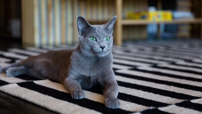 4 características do gato da raça azul russo 