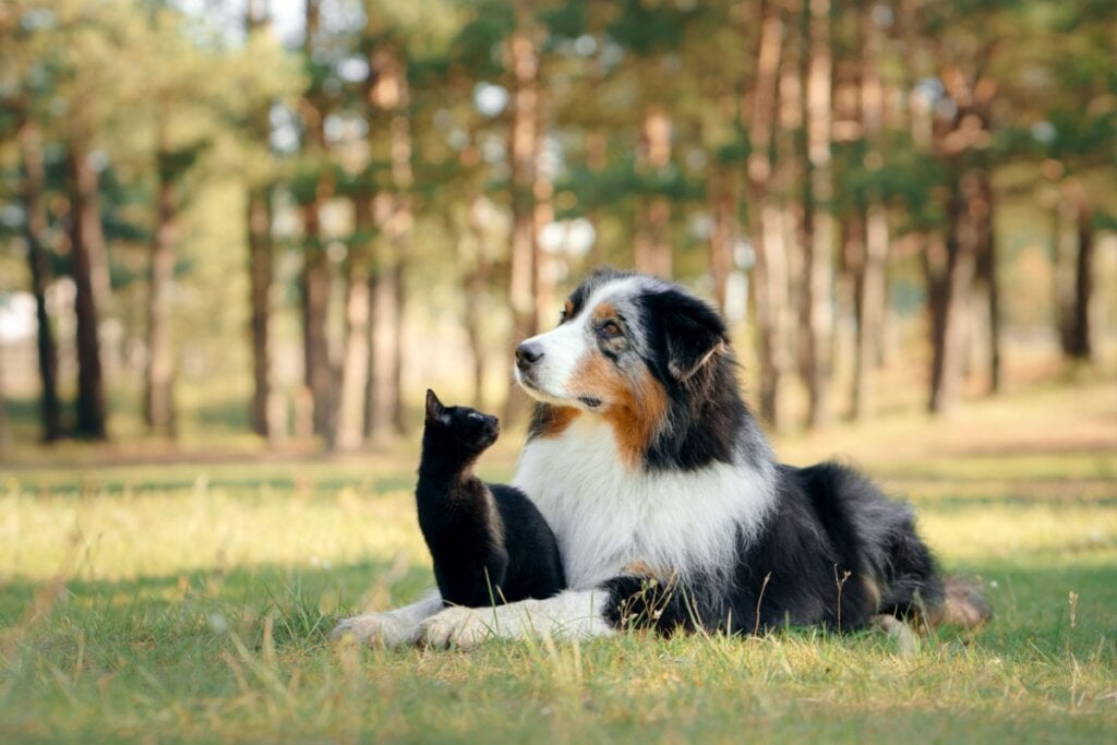 Cachorro deitado na grama com gato preto entre as patas e olhando para ele