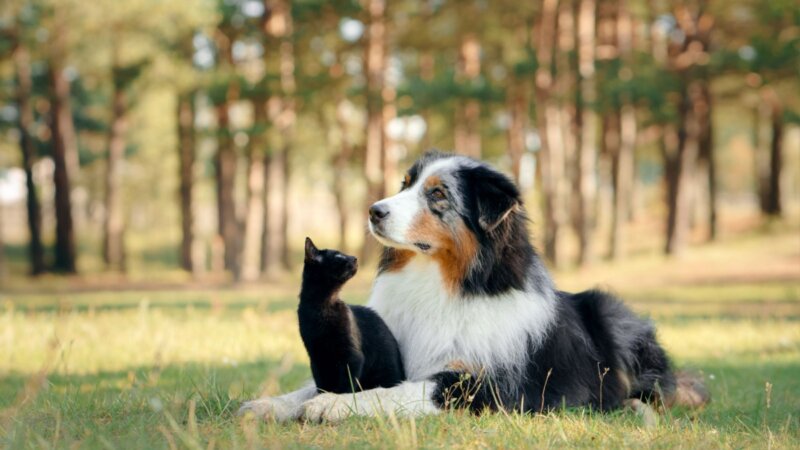 7 dicas para fortalecer a imunidade de cães e gatos 