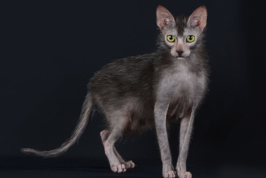 gato da raça lykoi em fundo escuro