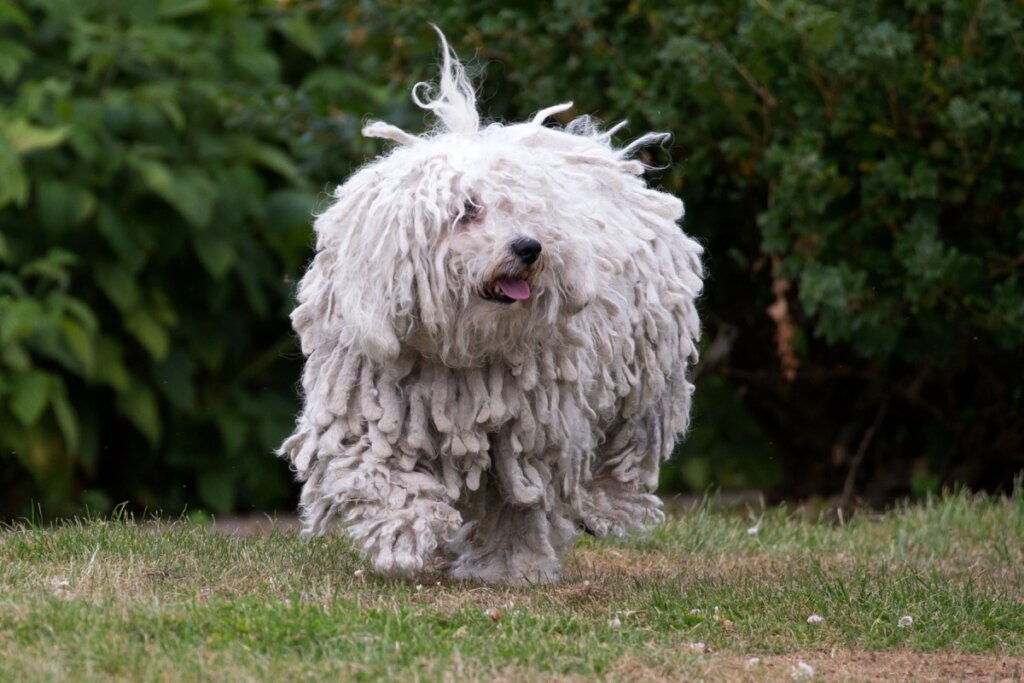 Cachorro puli branco correndo em grama