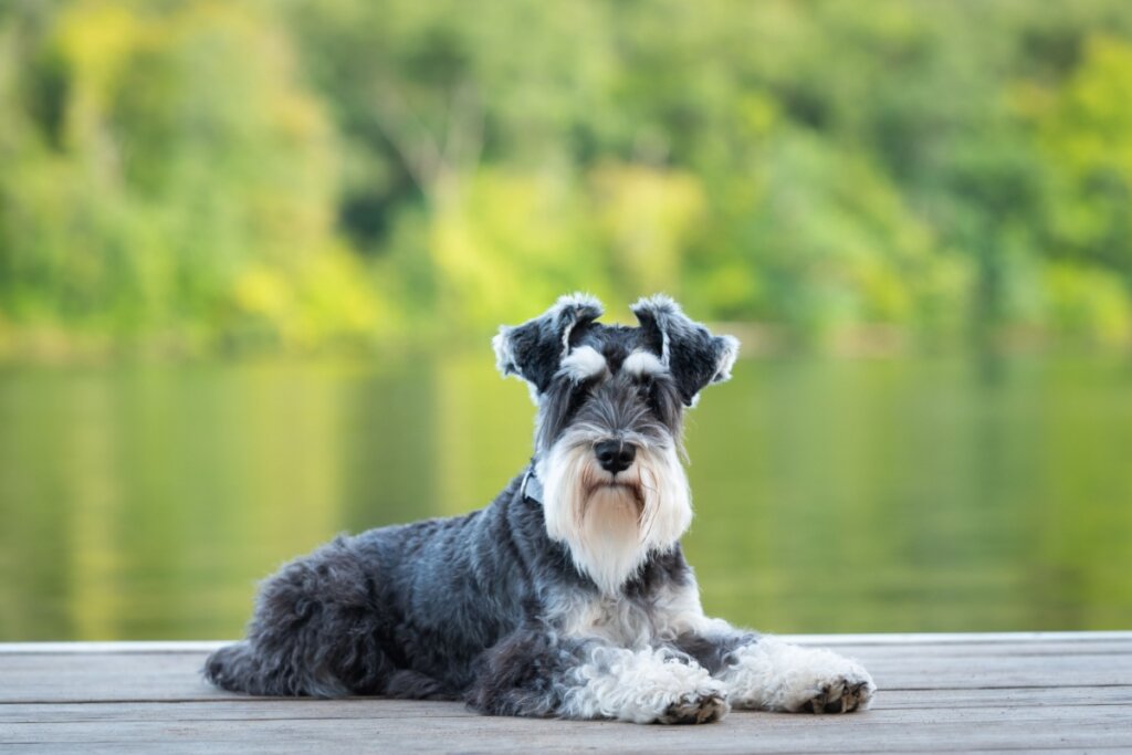 Cachorro da raça schnauzer deitado em plataforma de madeira com rio e árvores ao fundo.