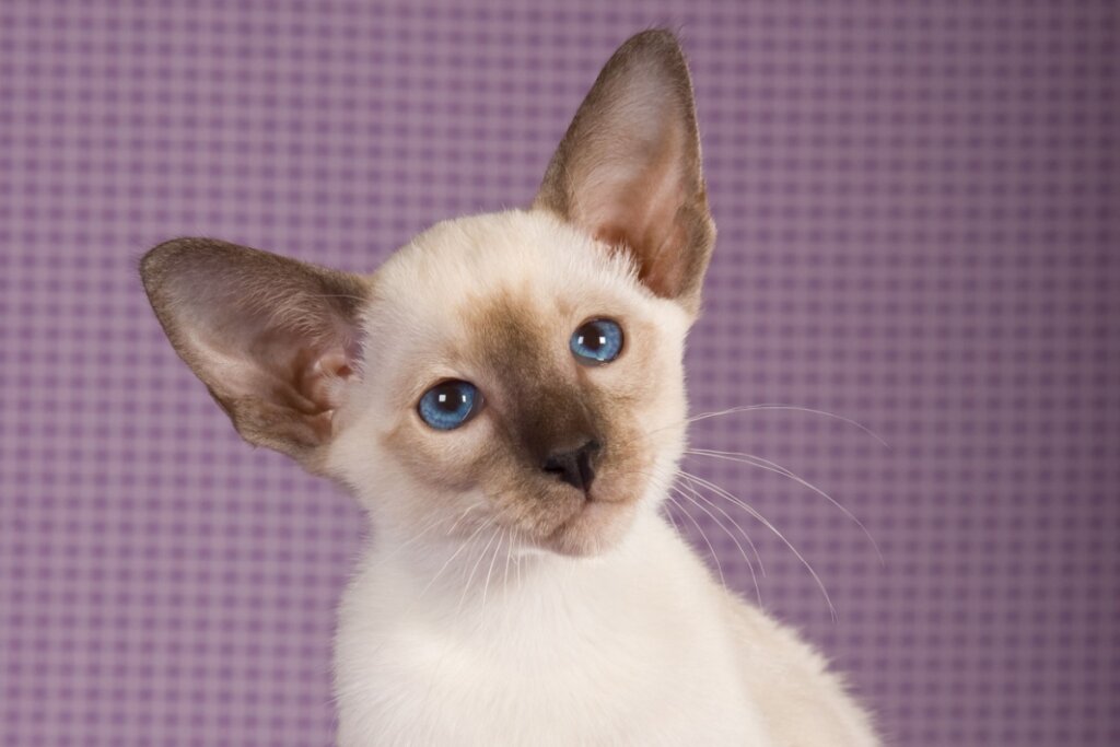Filhote de gato siamês com pelo branco e marrom