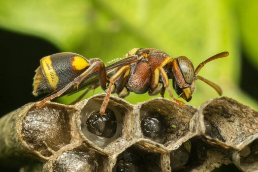 Uma abelha em cima de uma comeia