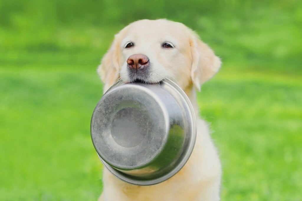 Cachorro segurando um pote com a boca
