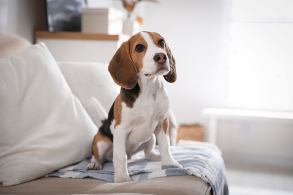 Cachorro da raça beagle sentado no sofá