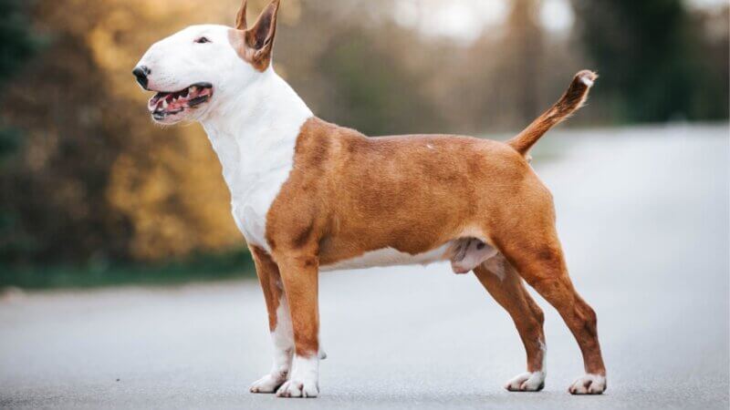 4 características do cachorro da raça bull terrier
