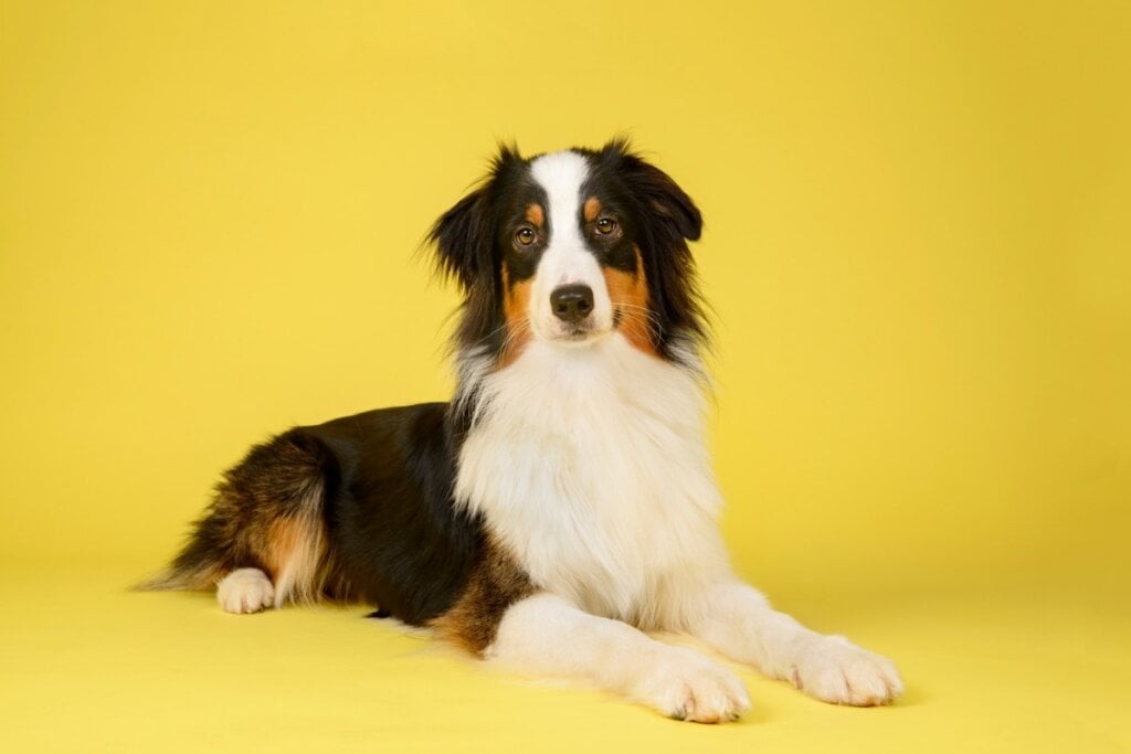 Cachorro deitado em frente a um fundo amarelo