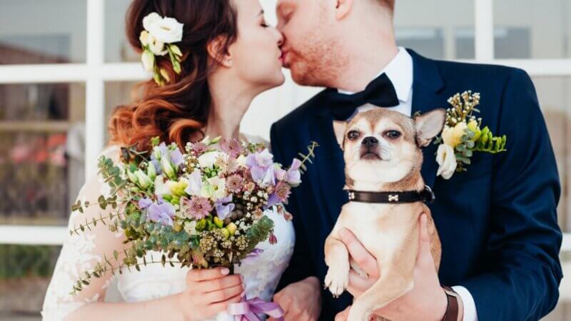 4 dicas para treinar o cachorro para levar as alianças no casamento
