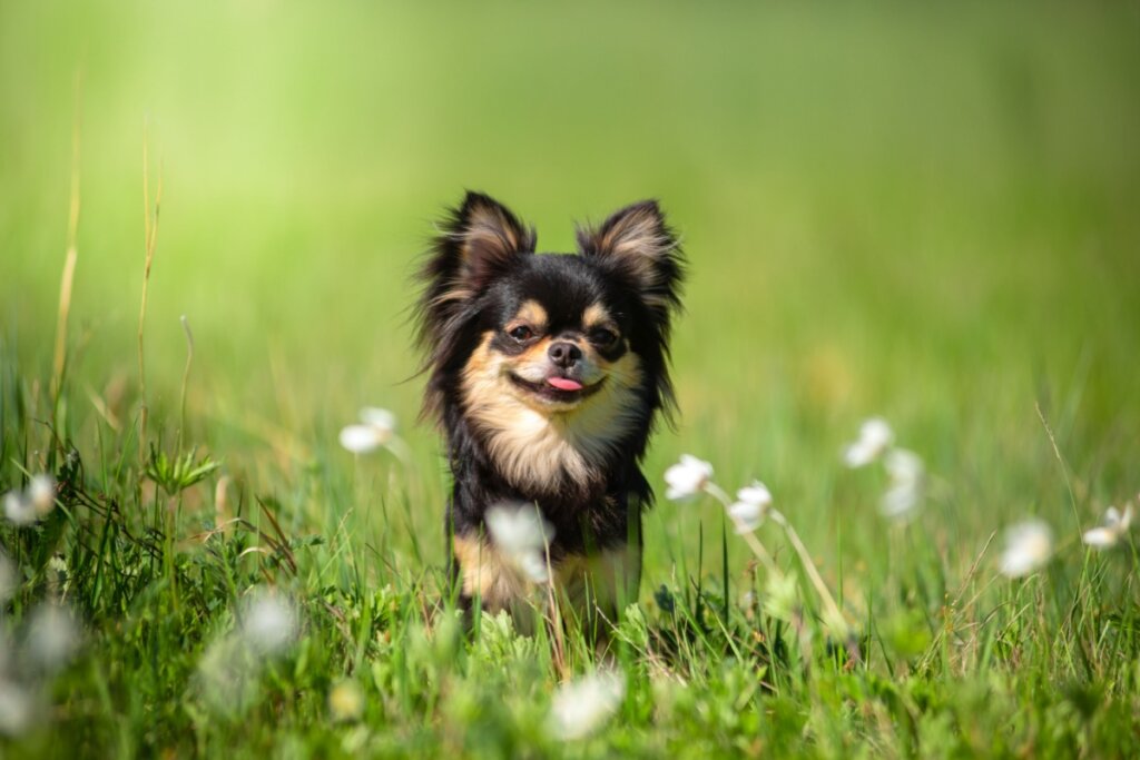 Cachorro da raça chihuahua em um campo florido 