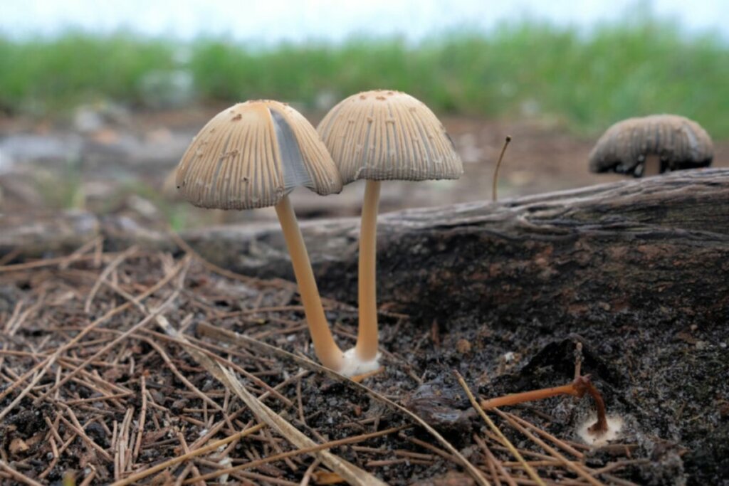 Dois cogumelos crescendo em uma floresta devastada